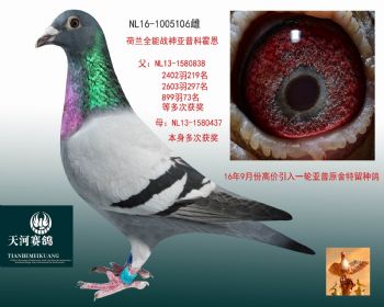 铭血赛鸽,以詹森