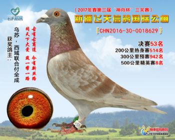 新疆飞天决赛53名