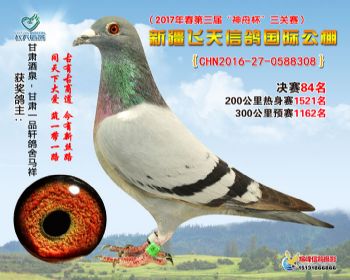新疆飞天决赛84名
