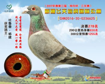 新疆飞天决赛278名