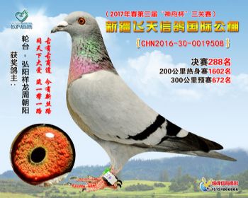 新疆飞天决赛288名