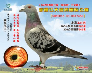新疆飞天决赛331名