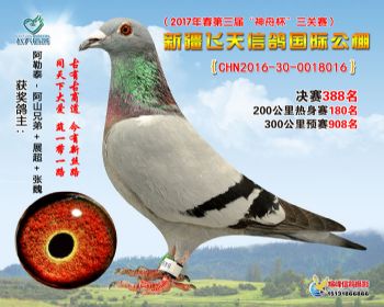 新疆飞天决赛388名