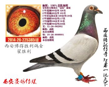 自身300公里-700公里多次赛绩(100%盖比)