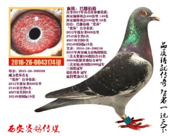 自身西安灞桥鸽会500公里50名威力铭鸽(爱莎近亲)作育