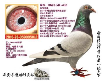 400公里7名500公里15名同窝;自身多次赛绩