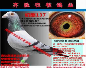 奶酪137