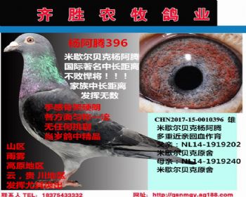 杨阿腾新秀