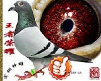 王者荣耀 雄 特号688-16