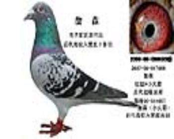 镇棚种雄