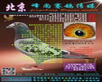 544467 卡普豪斯 展厅:峰尚赛鸽传媒  ￥ 500元  ￥ 500元