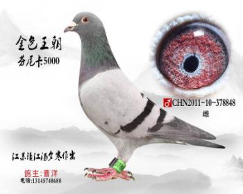汤夕寒超级种雌 金色王朝 芬尼卡5000