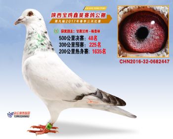 陕西宝鸡鑫昊赛鸽公棚决赛48名