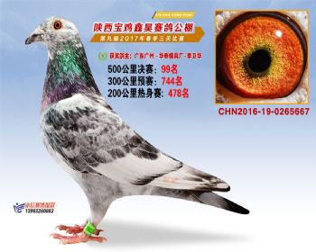 陕西宝鸡鑫昊赛鸽公棚决赛99名