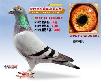 陕西宝鸡鑫昊赛鸽公棚决赛69名