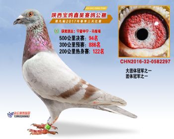 陕西宝鸡鑫昊赛鸽公棚决赛94名
