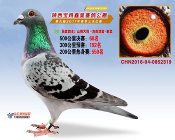 陕西宝鸡鑫昊赛鸽公棚决赛68名