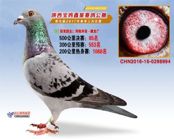 陕西宝鸡鑫昊赛鸽公棚决赛85名
