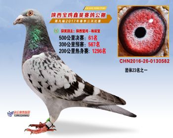 陕西宝鸡鑫昊赛鸽公棚决赛61名