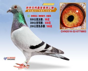 陕西宝鸡鑫昊赛鸽公棚决赛98名