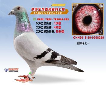 陕西宝鸡鑫昊赛鸽公棚决赛100名