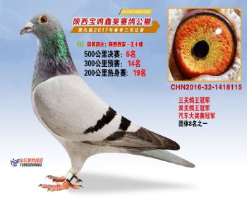 陕西宝鸡鑫昊公棚三关鸽王冠军
