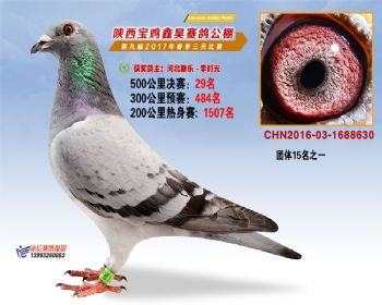 陕西宝鸡鑫昊公棚三关决赛29名