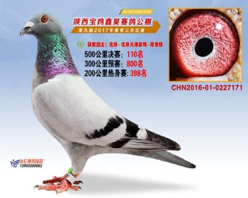 陕西宝鸡鑫昊公棚三关决赛110名