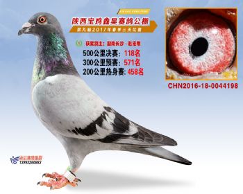 陕西宝鸡鑫昊公棚三关决赛118名