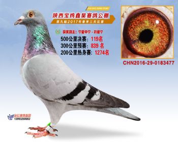 陕西宝鸡鑫昊公棚三关决赛119名