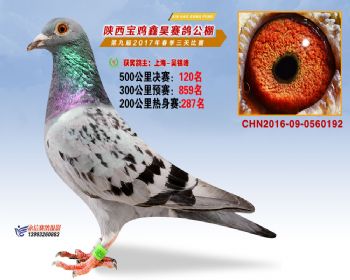陕西宝鸡鑫昊公棚三关决赛120名