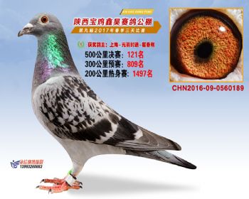 陕西宝鸡鑫昊公棚三关决赛121名