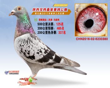 陕西宝鸡鑫昊公棚三关决赛125名