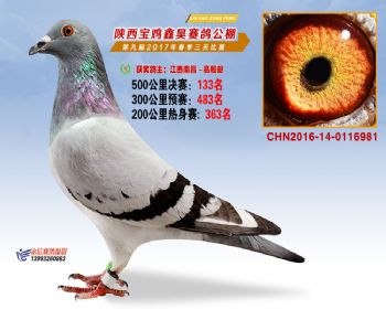 陕西宝鸡鑫昊公棚三关决赛133名