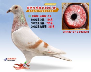 陕西宝鸡鑫昊公棚三关决赛134名