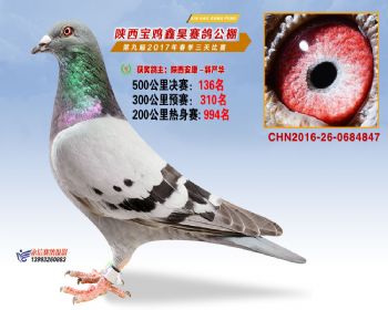 陕西宝鸡鑫昊公棚三关决赛136名