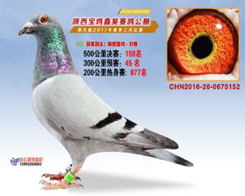 陕西宝鸡鑫昊公棚三关决赛159名