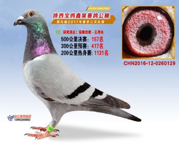 陕西宝鸡鑫昊公棚三关决赛157名