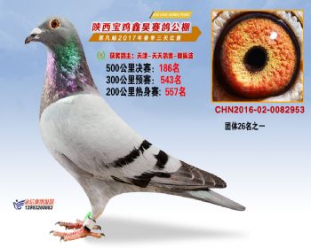 陕西宝鸡鑫昊公棚三关决赛186名