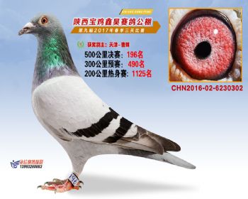 陕西宝鸡鑫昊公棚三关决赛196名