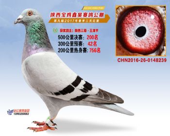 陕西宝鸡鑫昊公棚三关决赛200名