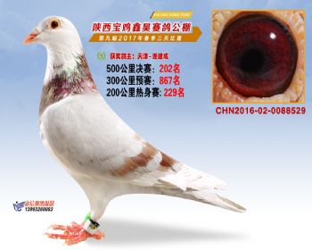 陕西宝鸡鑫昊公棚三关决赛202名