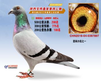 陕西宝鸡鑫昊公棚三关决赛208名