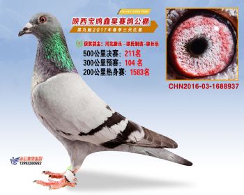 陕西宝鸡鑫昊公棚三关决赛211名