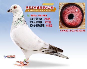 陕西宝鸡鑫昊公棚三关决赛210名