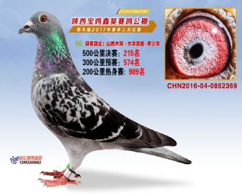 陕西宝鸡鑫昊公棚三关决赛215名