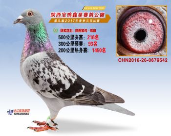 陕西宝鸡鑫昊公棚三关决赛216名