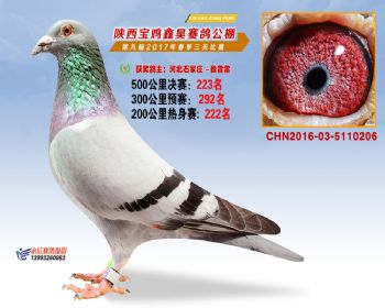 陕西宝鸡鑫昊公棚三关决赛223名