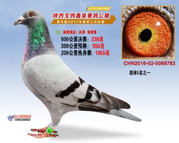 陕西宝鸡鑫昊公棚三关决赛226名