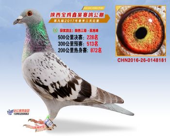 陕西宝鸡鑫昊公棚三关决赛228名